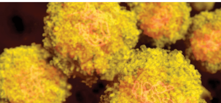 Computer illustration of Zika virus particles